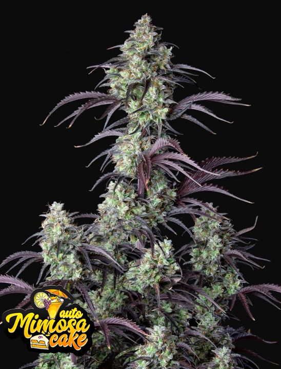 Mimosa Cake Auto