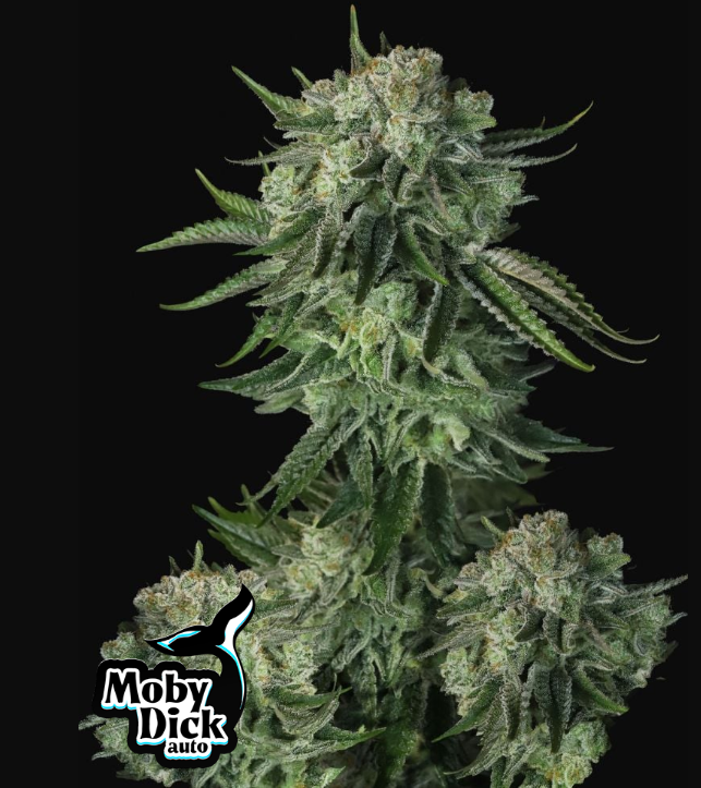 Moby Dick Auto