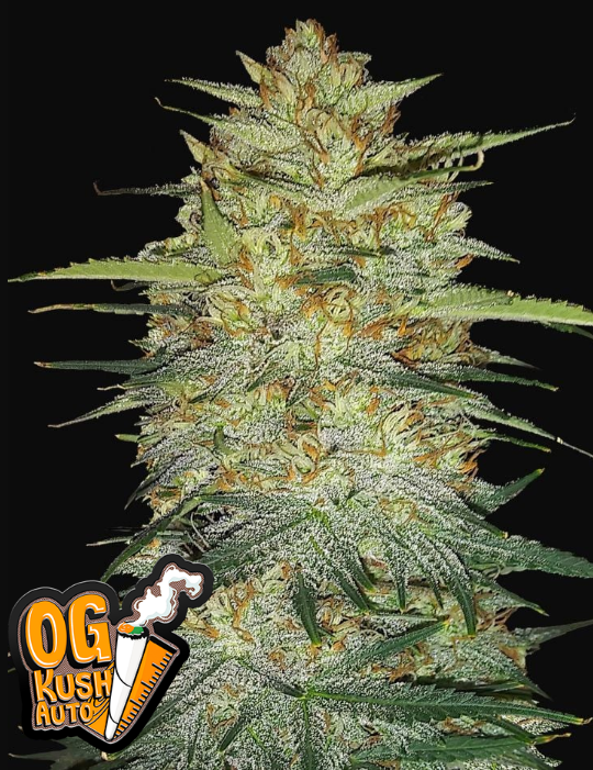 OG Kush Auto