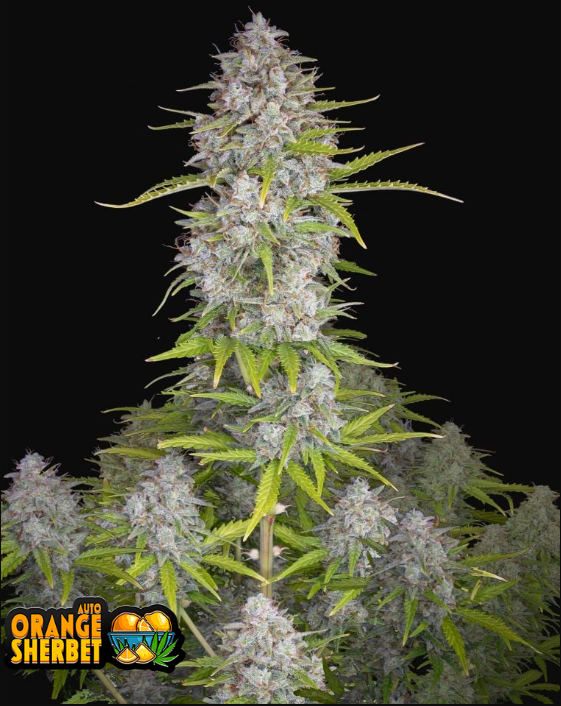 Orange Sherbet Auto