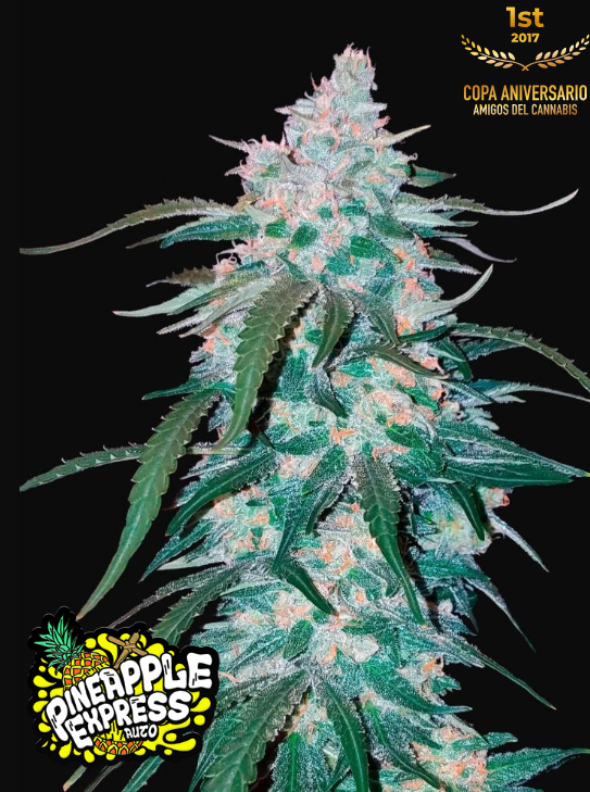 Pineapple Express Auto