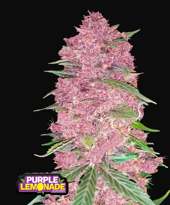 Purple Lemonade Auto