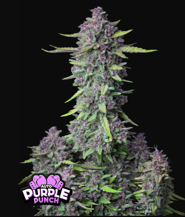 Purple Punch Auto