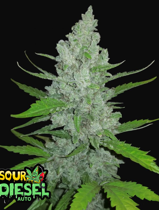 Sour Diesel Auto