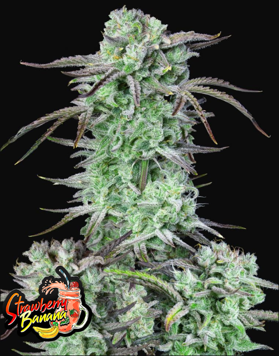 Strawberry Banana Auto