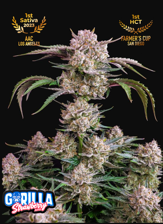 Strawberry Gorilla Auto