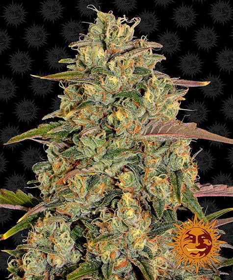 AMNESIA LEMON