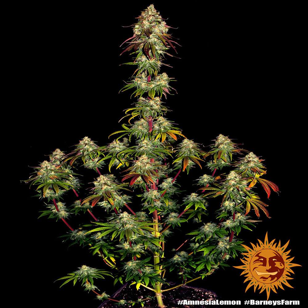 amnesia-lemon_8_241136