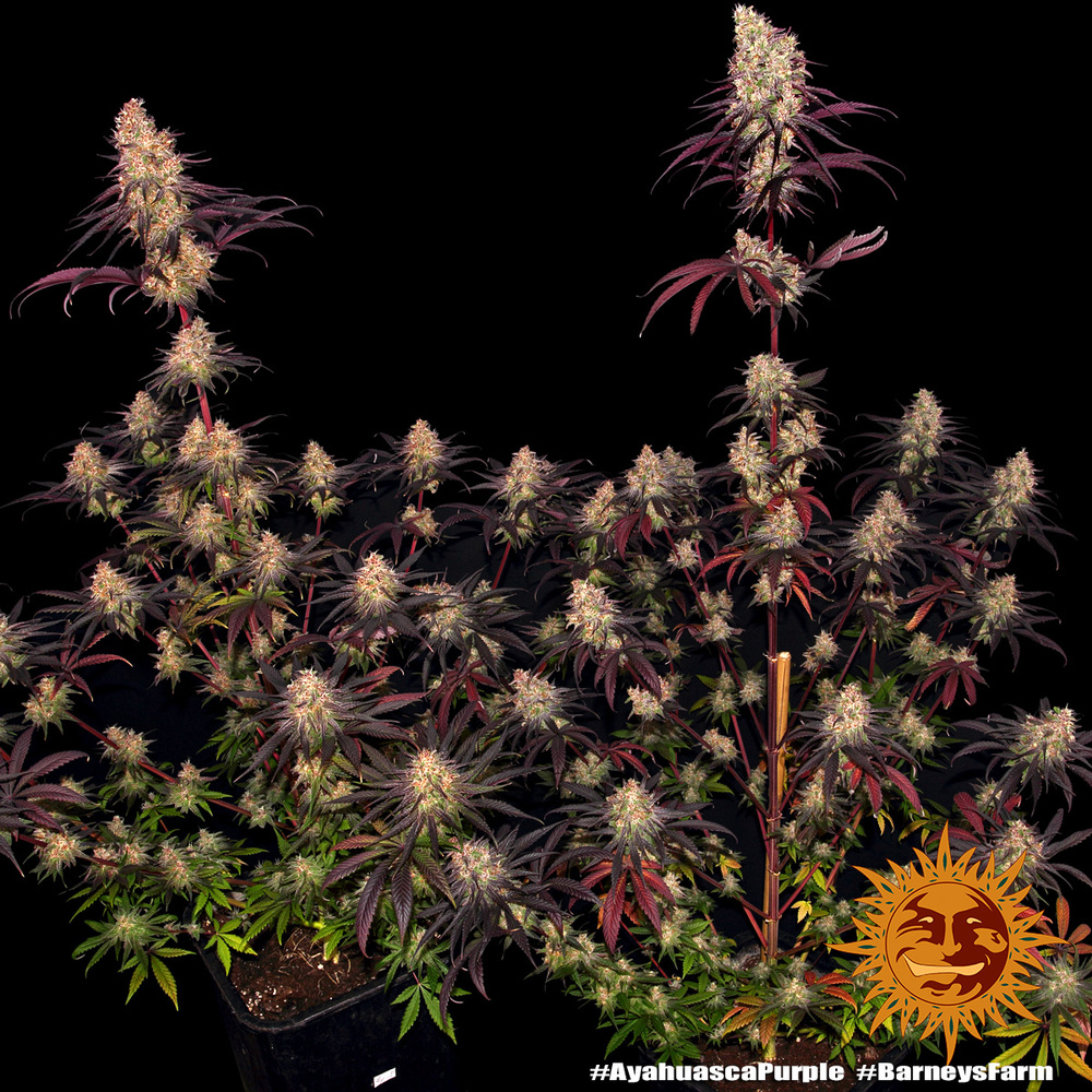 ayahuasca-purple_10_241293
