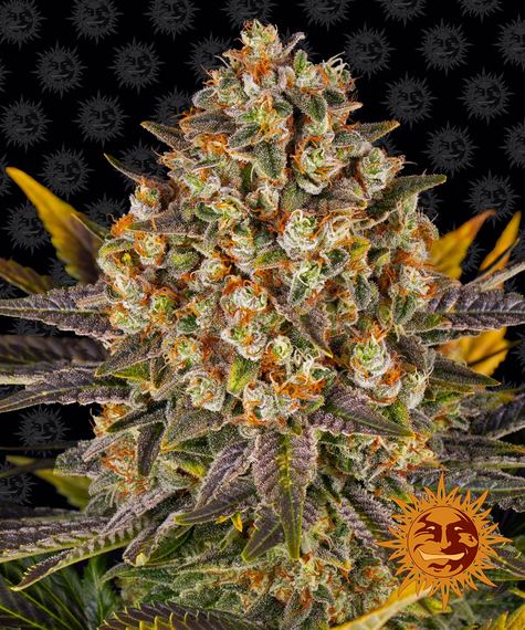BANANA PUNCH