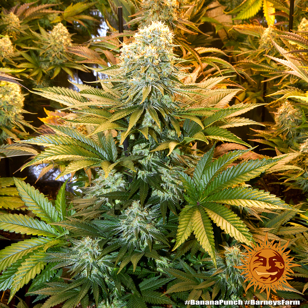 banana-punch_2_741882