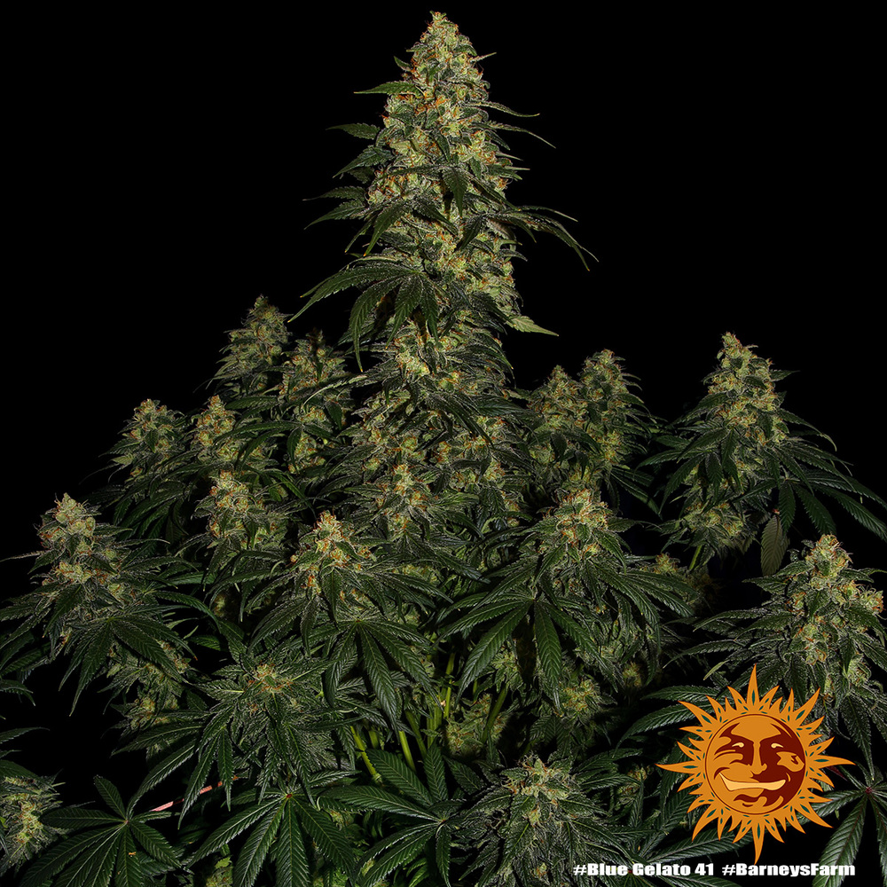 blue-gelato-41_5_243213