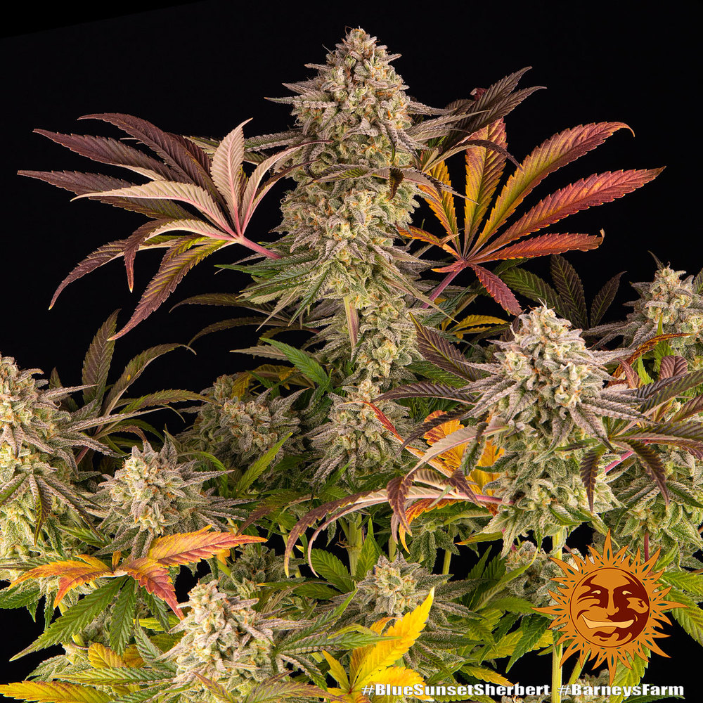 blue-sunset-sherbert_3_243396