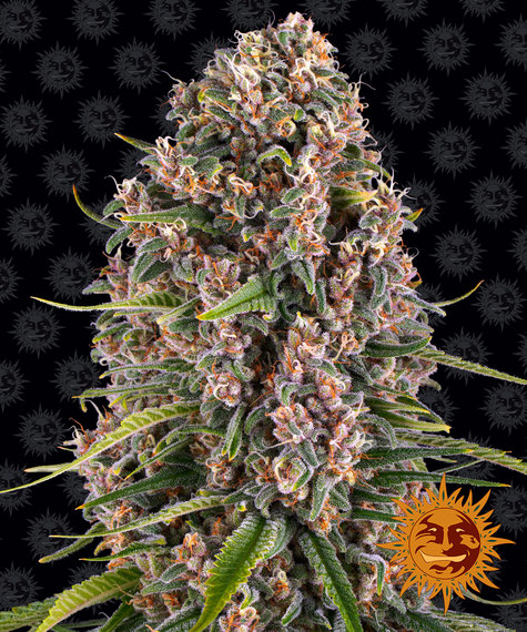 BLUEBERRY CHEESE