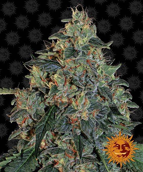 BLUEBERRY OG