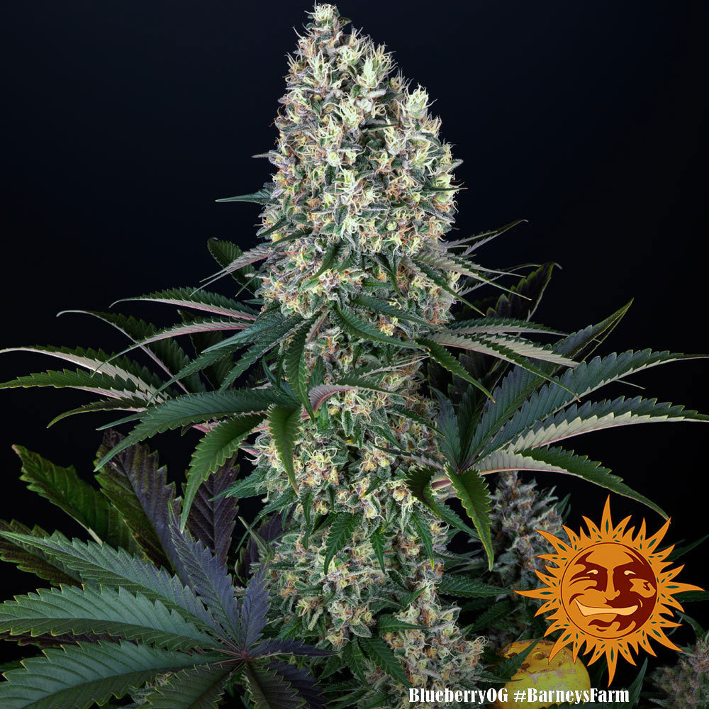 blueberry-og_2_243776
