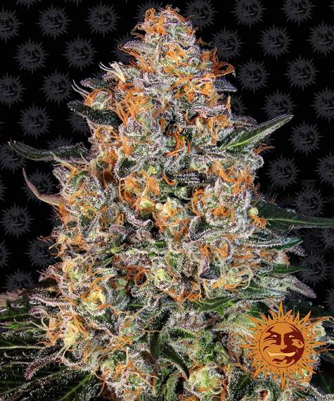 BUBBA KUSH