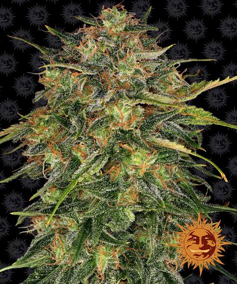 cheese_circle_new_21_049715