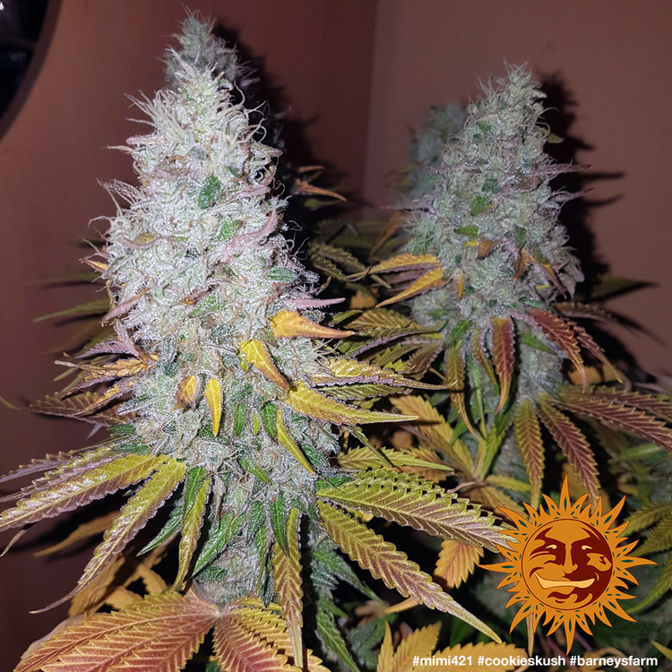 cookies-kush_6_843244