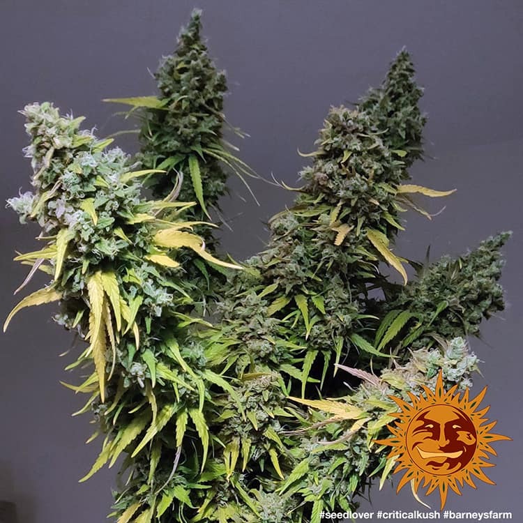 critical-kush_8_263531