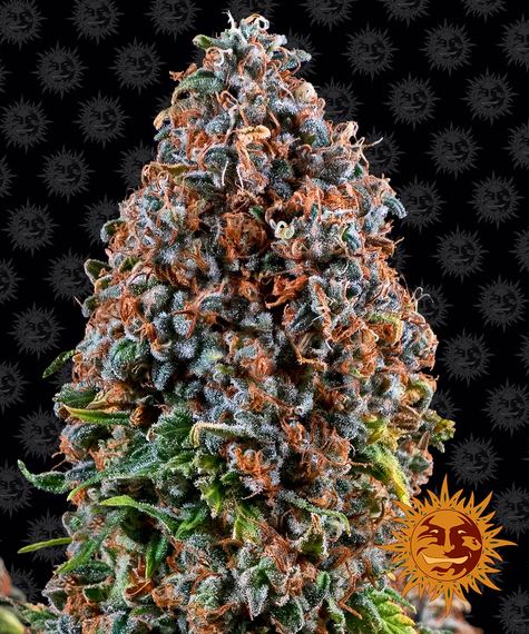 CRITICAL KUSH