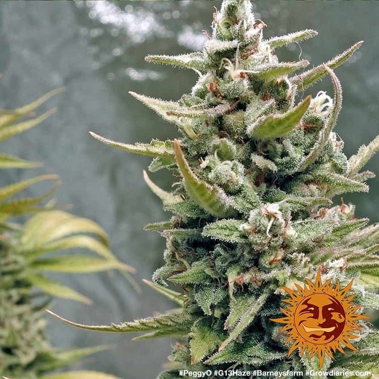 g13-haze_7_262442