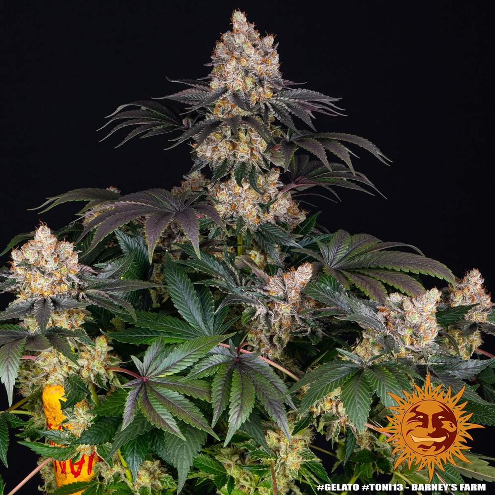 gelato_2_873859