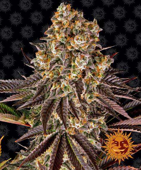 GELATO #45