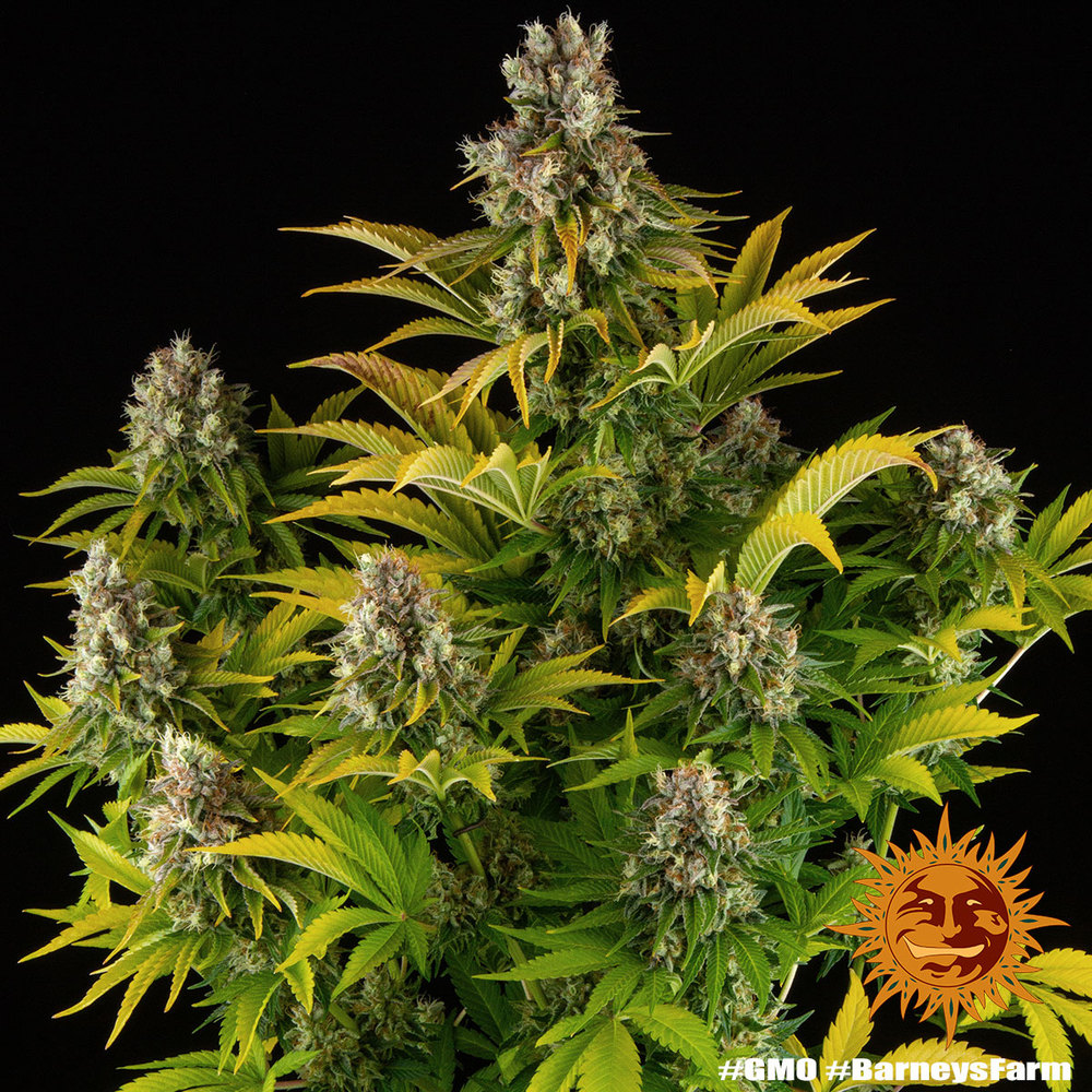 gmo_9_769008