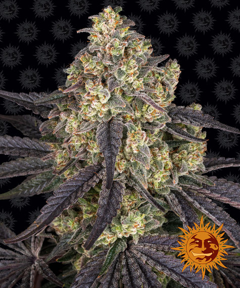 KUSH MINTZ