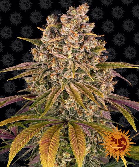 LEMON TREE