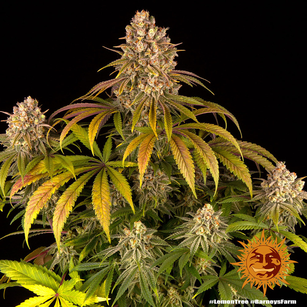 lemon-tree_1_244450