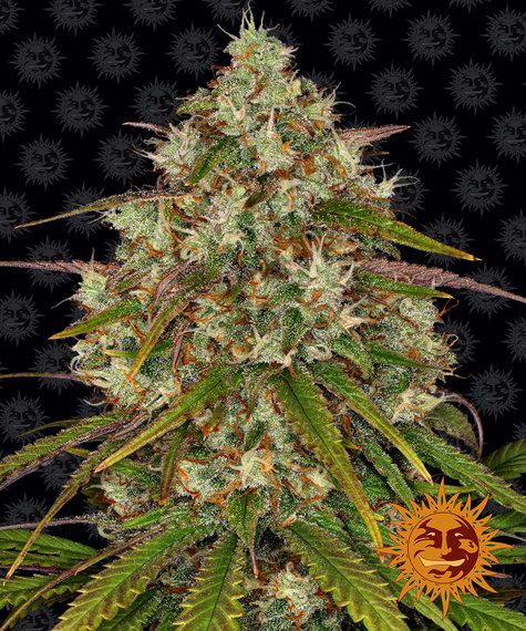 LIBERTY HAZE