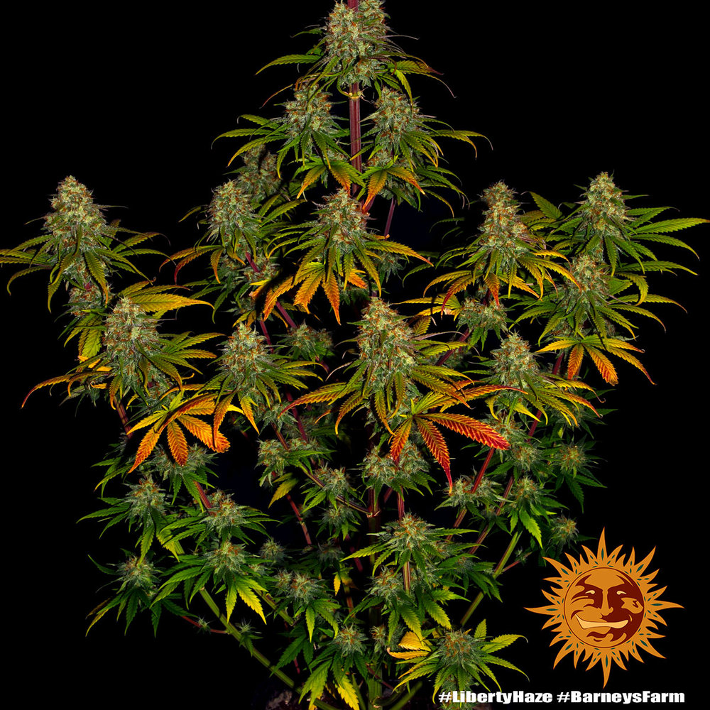 liberty-haze_1_244651