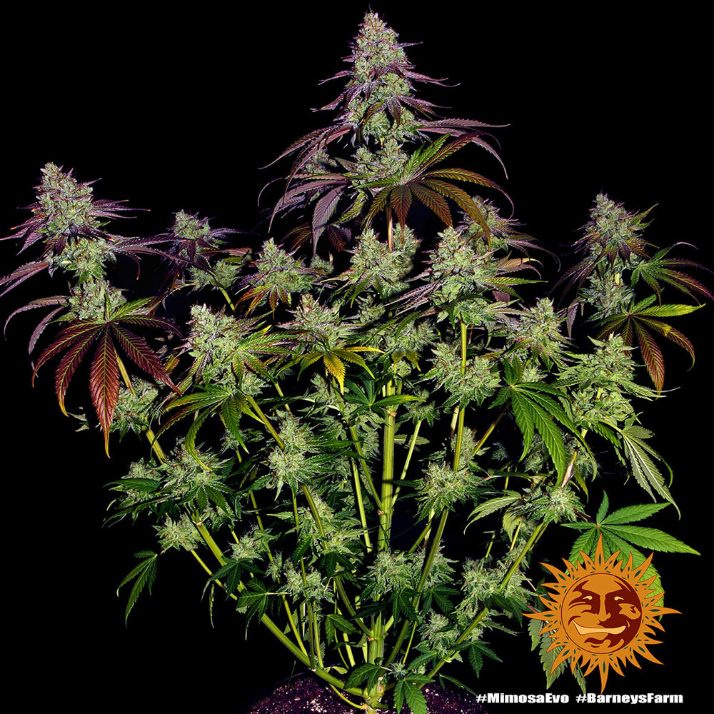 mimosa-evo_7_248790
