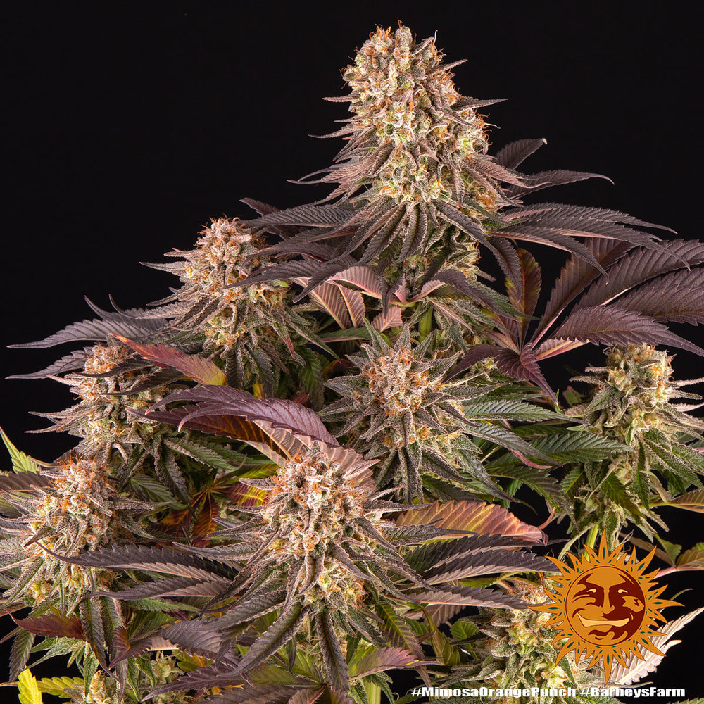 mimosa-x-orange-punch_5_244815