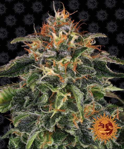 MOBY DICK