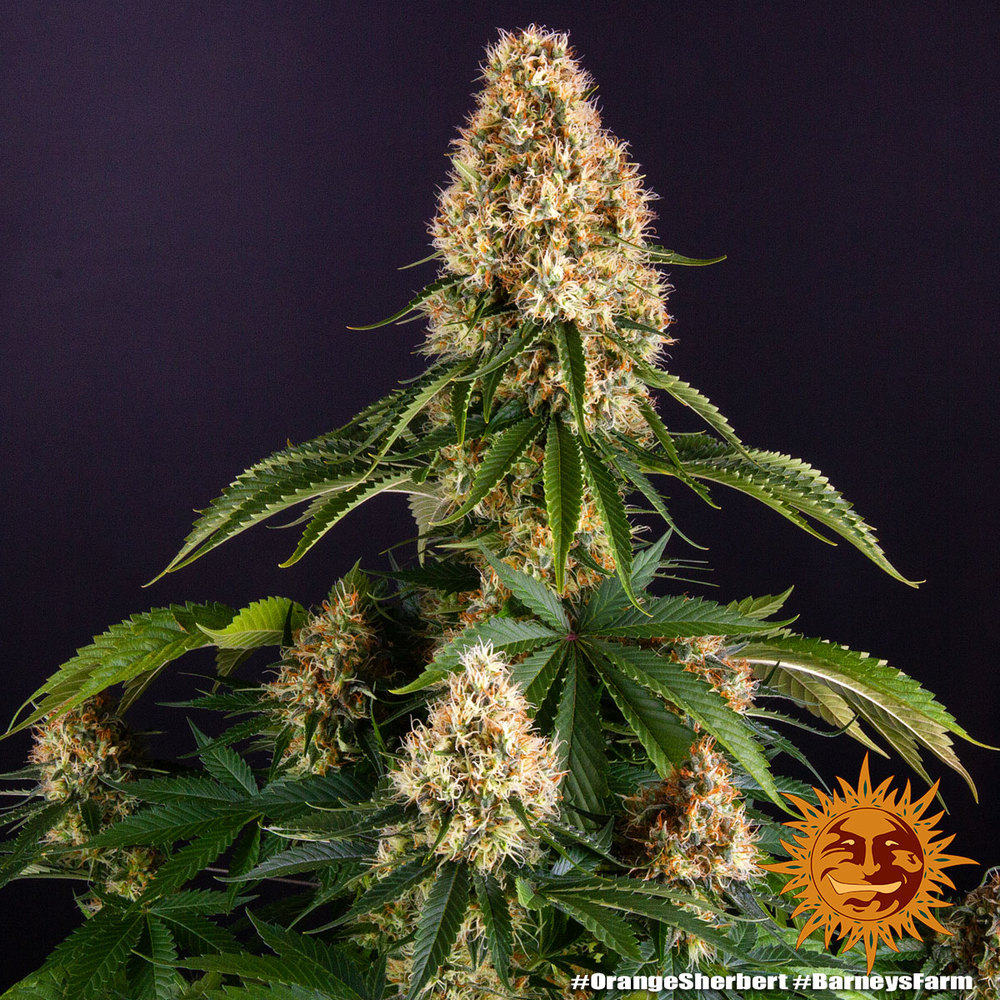 orange-sherbert_1_244954