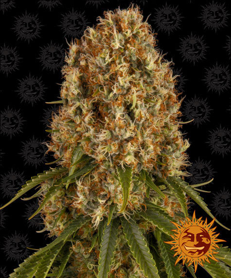 ORANGE SHERBERT