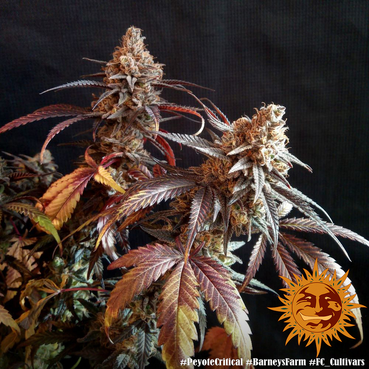 peyote-critical_6_331279