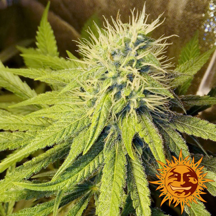 pineapple-chunk_9_344687