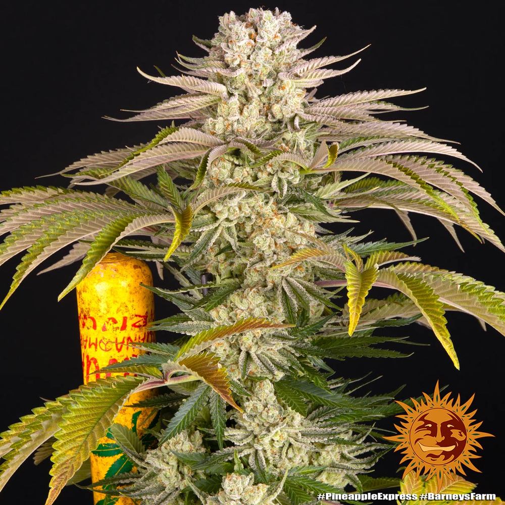 pineapple-express_1_629293