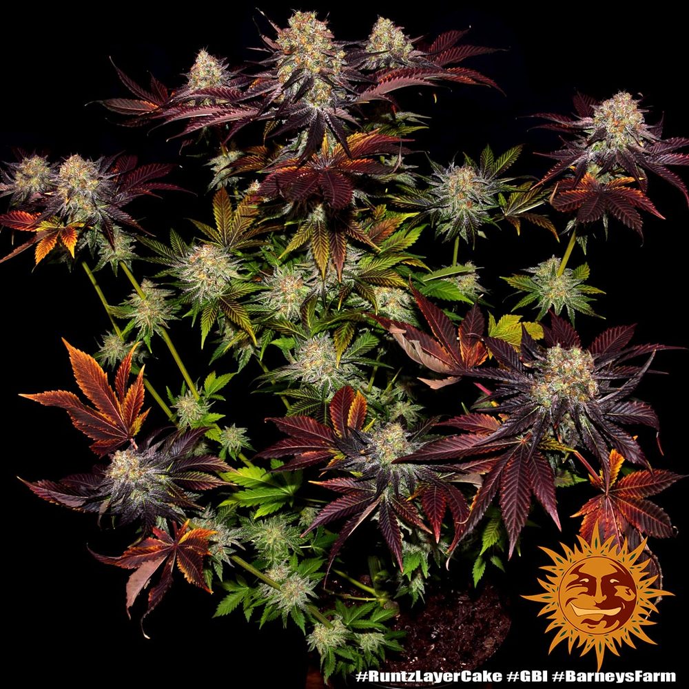 runtz-x-layer-cake_1_580499
