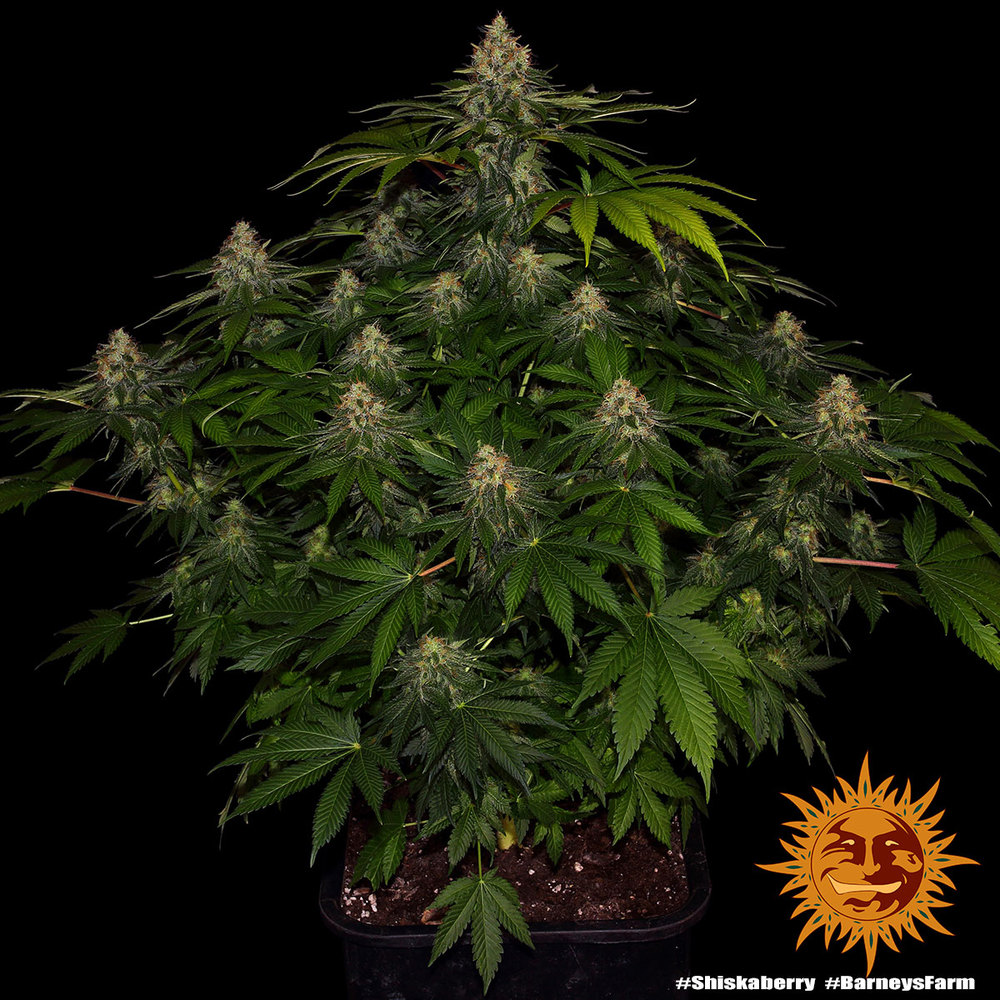 shiskaberry_2_245614