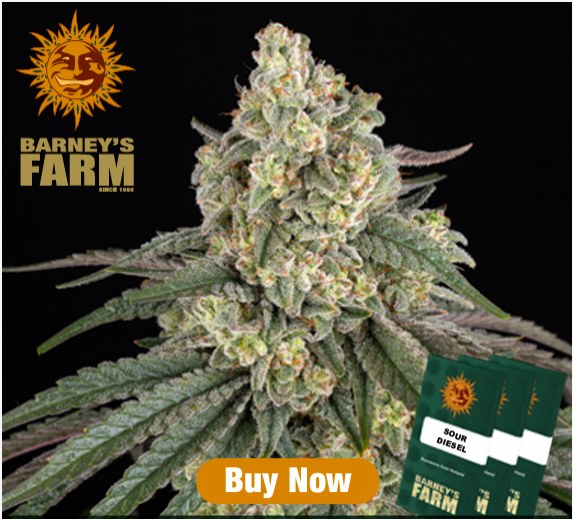 SOUR DIESEL