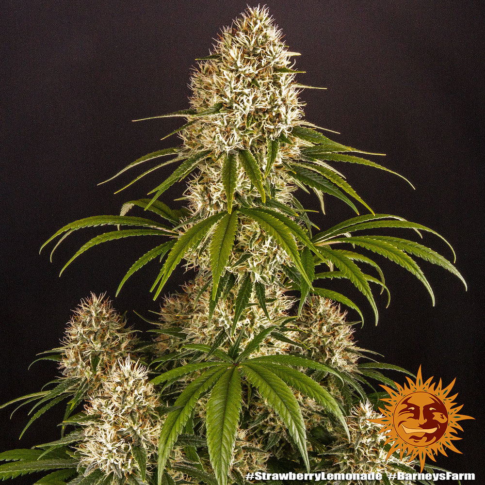 strawberry-lemonade_9_245738