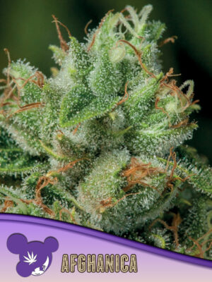 AFGHANICA