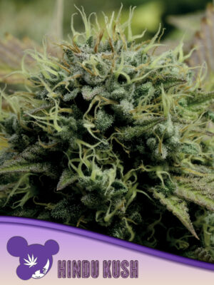 HINDU KUSH
