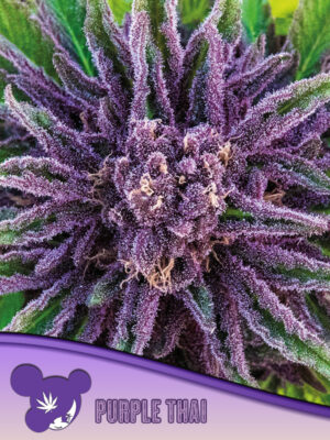 PURPLE THAI