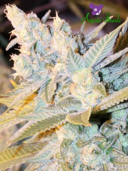 Triple-cheese-Anesia-1-2-441x588